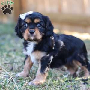 Betsy, Cavalier King Charles Spaniel Puppy